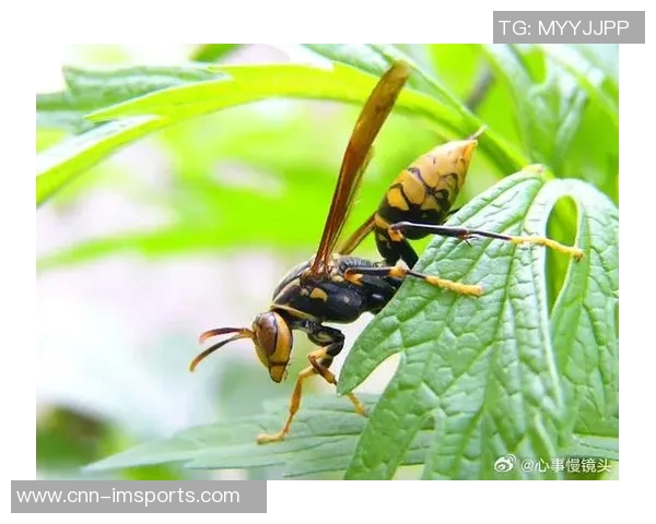 黄蜂积极构建独特体系Windhorst称其决策明智且具前瞻性 黄蜂积极构建独特体系Windhorst称其决策明智且具前瞻性